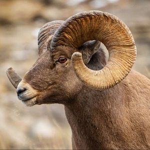 Meet your Posher, Candice